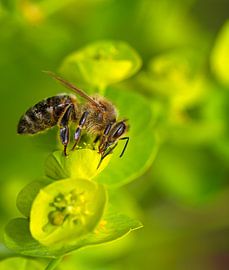 Photo macro d'une abeille sur ManfredFotos
