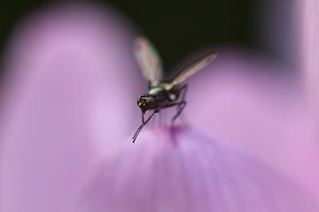 Kleine vlieg op een bloemblad van Geert Naessens