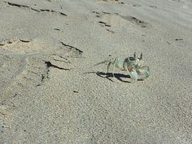 Krab by Robin van Tilborg