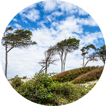 Bomen en duin aan het weststrand op de Fischland-Darß van Rico Ködder