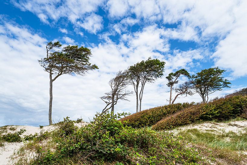 Trees and dune at the west beach on the Fischland-Darß by Rico Ködder