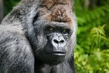 Portret  van een gorilla  - Alpha Male van Chihong