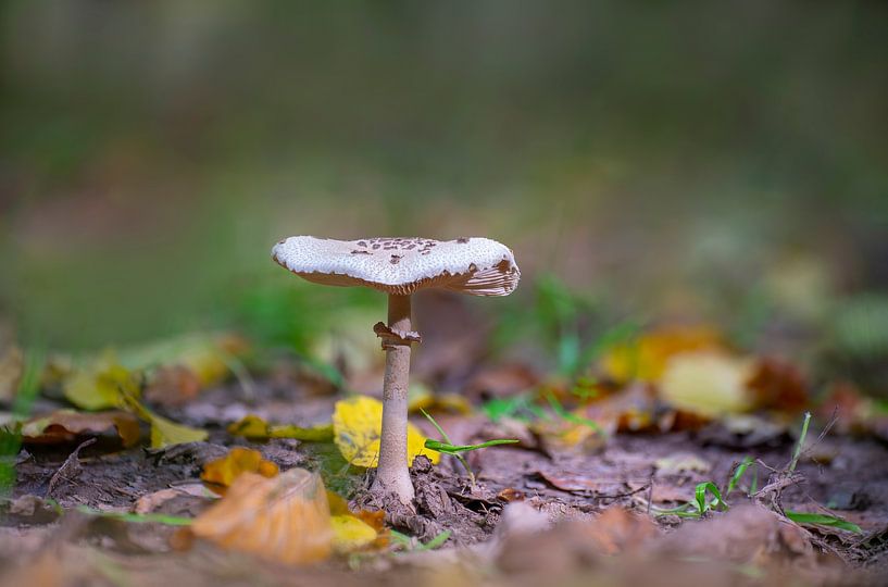 Parasol Pilz wächst auf dem Boden eines Laubwaldes im Herbst von Mario Plechaty Photography
