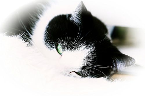 poesje mauw von Marianne Bras