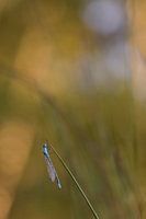 Demoiselle d'azur