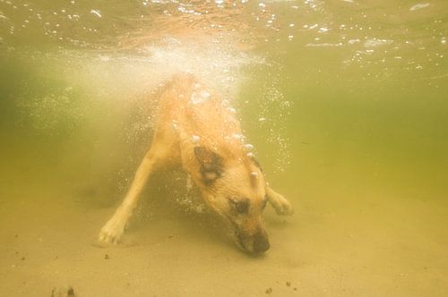 Mechelse herder onderwater