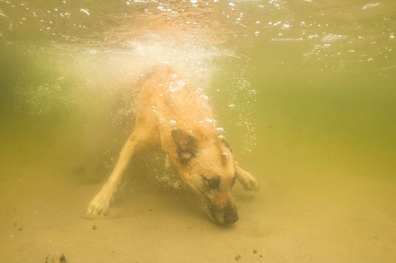 Mechelse herder onderwater by Annelies Cranendonk