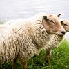 Portret van twee Hollandse schapen, fotoprint van Manja Herrebrugh - Outdoor by Manja