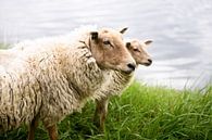 Portret van twee Hollandse schapen, fotoprint van Manja Herrebrugh - Outdoor by Manja thumbnail