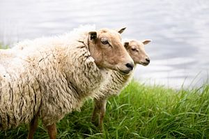 Portrait of two Dutch sheep, photo print by Manja Herrebrugh - Outdoor by Manja