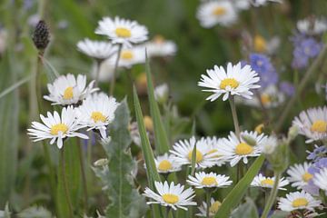 marguerites dans la prairie sur Ronenvief