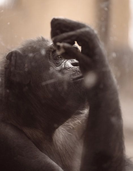 Singe triste par Fabian Elsing