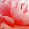 Peonies van Lotte Veldt
