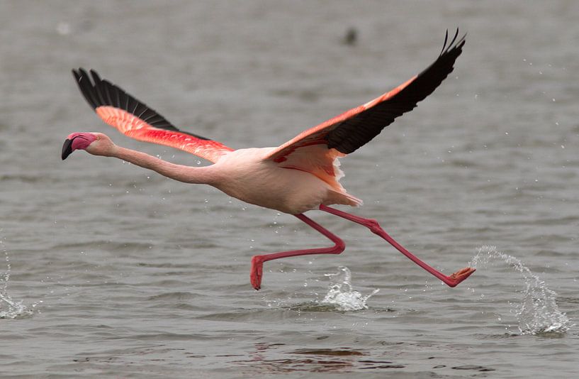 Chilenischer Flamingo I von Michiel Leegerstee