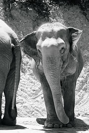 Head-on portrait of an Asian elephant in black and white