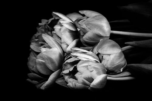 tulipes en noir et blanc