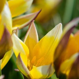 Eine kleine gelbe Tulpe von Gerard de Zwaan