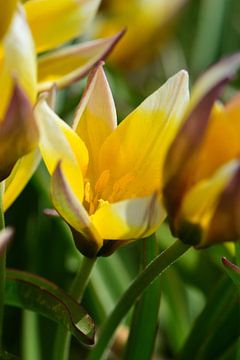 Eine kleine gelbe Tulpe