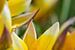Een klein geel tulpje van Gerard de Zwaan