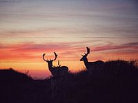 Photo of three deer against a sunset in the dunes