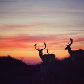 Foto van een drie herten tegen een zonsondergang in de duinen van Bram Jansen