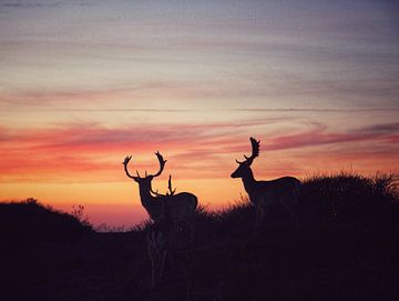 Foto van een drie herten tegen een zonsondergang in de duinen van Bram Jansen
