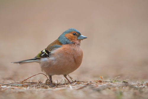 Vink op de grond