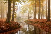 Neblige Morgenreflexionen