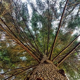 Low angle view of a tree in The Netherlands. von Mete Yildiz