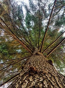 Low angle view of a tree in The Netherlands. von Mete Yildiz