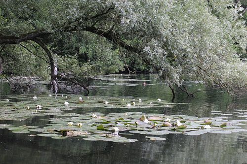 View through dune lake bakkum