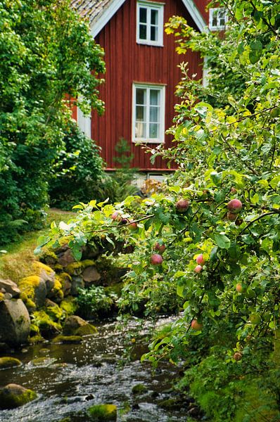 Fruit trees by a stream with a small bridge in front of a red wooden house in Sweden. by Martin Köbsch