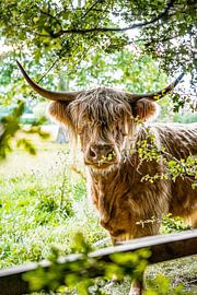 Wanna play??? Scottish Highlanders. by Truckpowerr