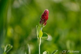 Klee Trifolium incarnatum von Christina Sudbrock