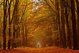 Gehen von Niels Barto