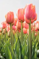 Tulipes roses