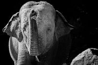 elephant black and white