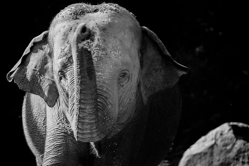 elephant black and white by Daphne Brouwer