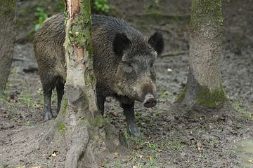 Wild Boar (Sus scrofa) by Ronald Pol