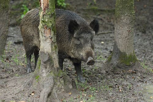 Wildschwein (Sus scrofa)
