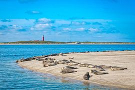 Seals on Vlieland beach. by Ron van der Stappen