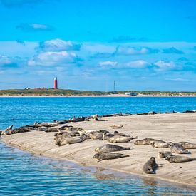 Robben am Strand von Vlieland. von Ron van der Stappen