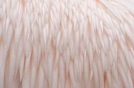 Roze verenkleed van Margreet Frowijn thumbnail