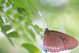 Butterfly in green by Jolanda van der Molen