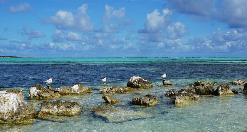 Bonaire, Sorobon par Angela Seubring