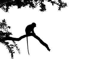 Silhouette des Affen
