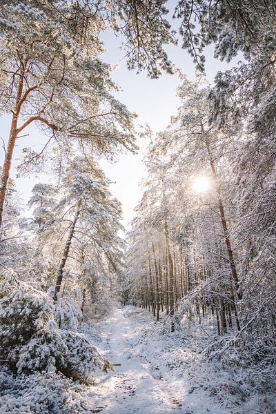 Winter world - Sallandse Heuvelrug - Overijssel, Netherlands by Wandeldingen