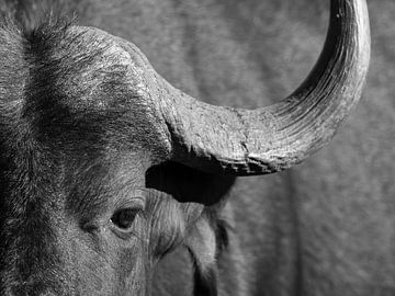 Cape buffalo by Bouke Lolkema