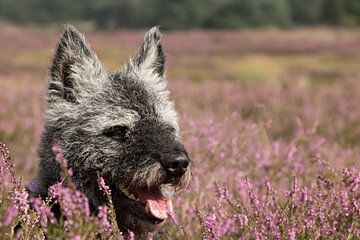 Hollandse herder ruwhaar