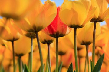 Hollandse tulpen in volle bloei tijdens de lente van gaps photography